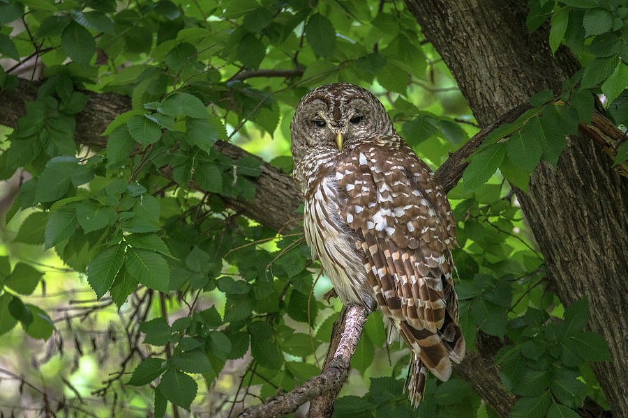 Barred Owl Beauty Photograph
