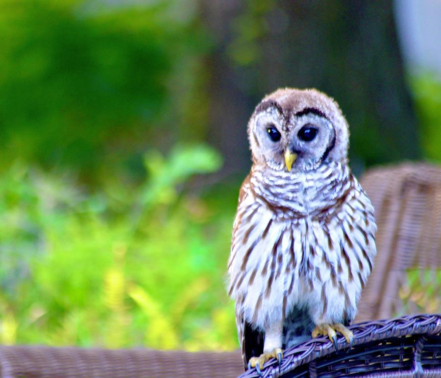 Barred Owl Beauty  Photograph by Warren Thompson