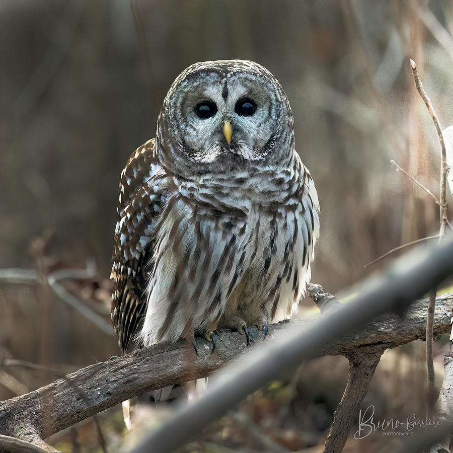 Barred Owl black eyes Photograph by Bruno Barriere - Pixels