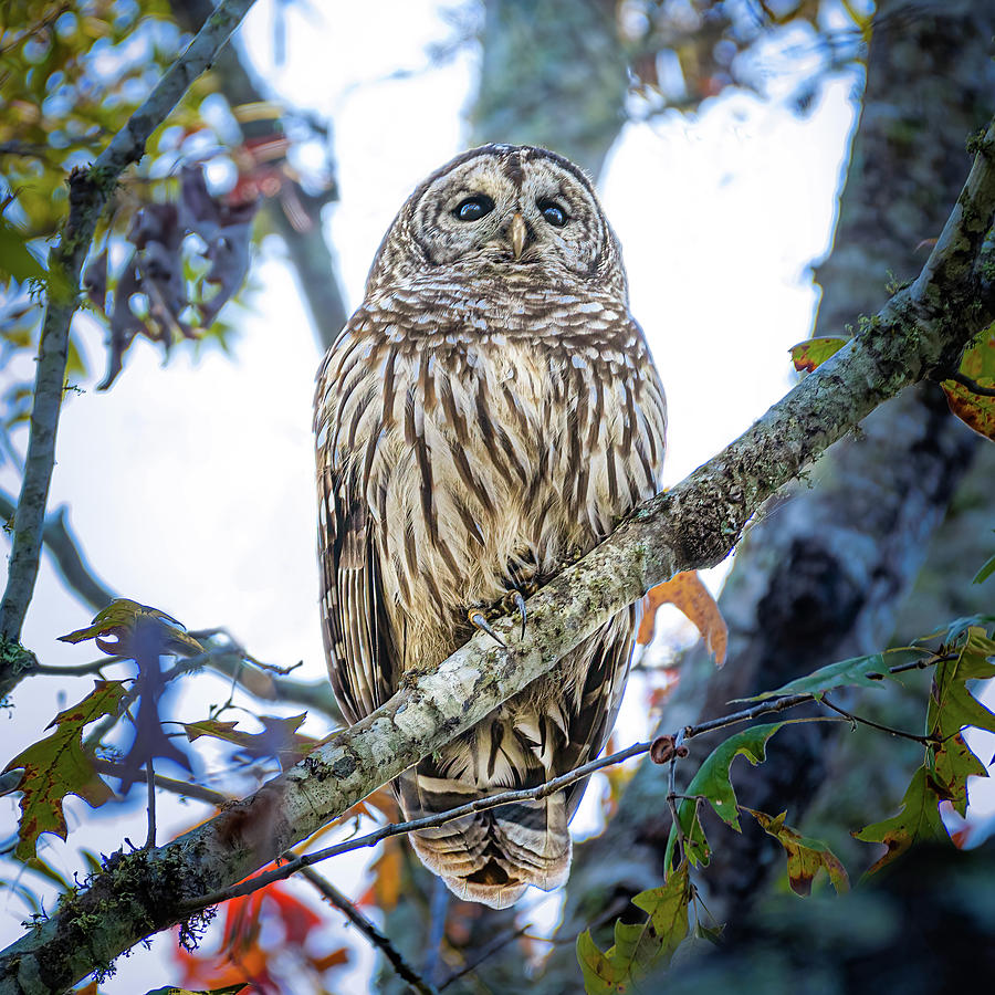 Barred Owl - Blue Photograph by David Downs