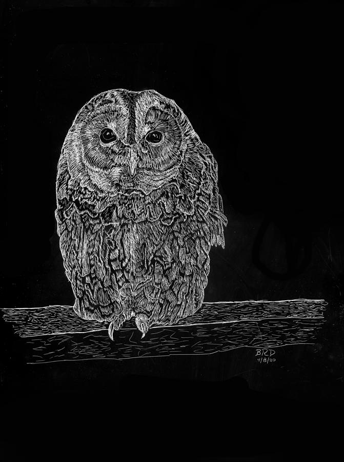 Barred Owl Drawing by Branwen Drew