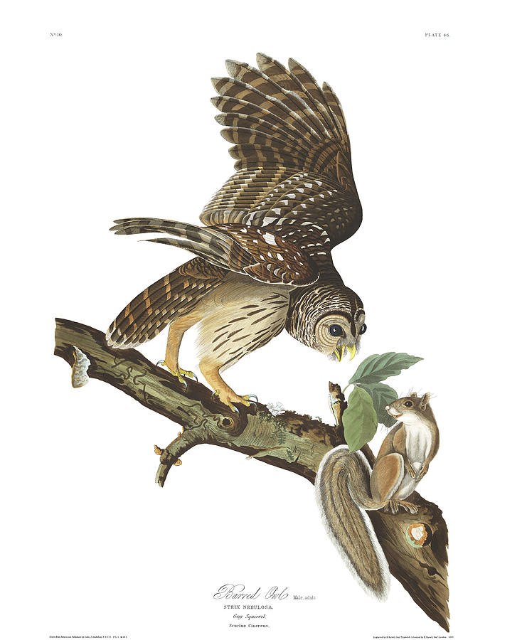 Barred Owl By John Audubon Painting