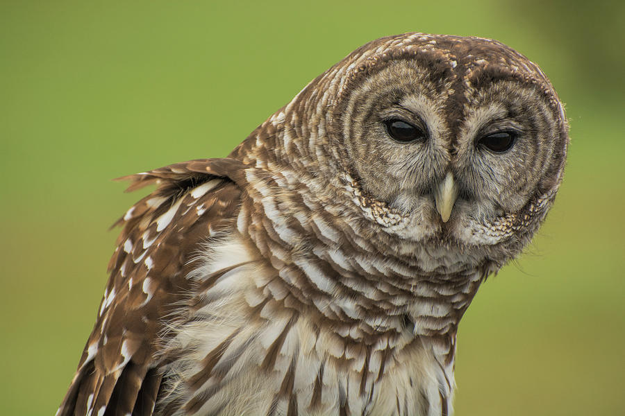 Barred Owl Photograph by Carolyn Hutchins