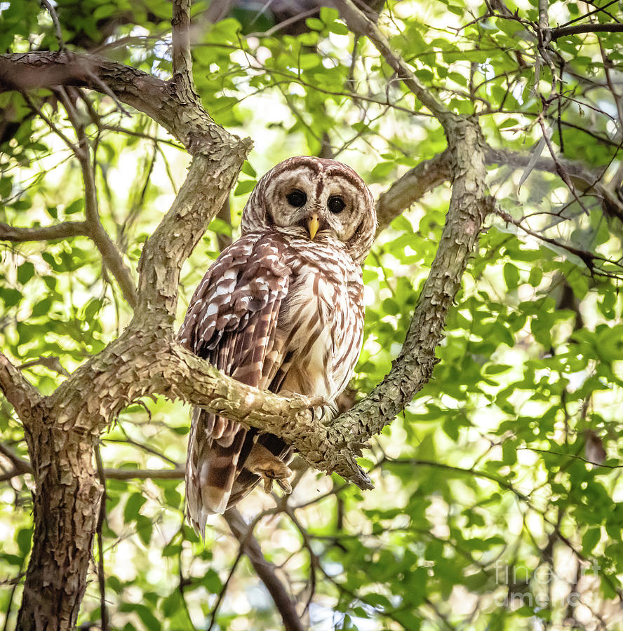 Barred Owl Photograph by Cathy Alba