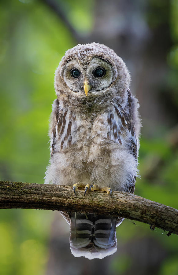 Barred Owl Chick Photograph by Jim Miller
