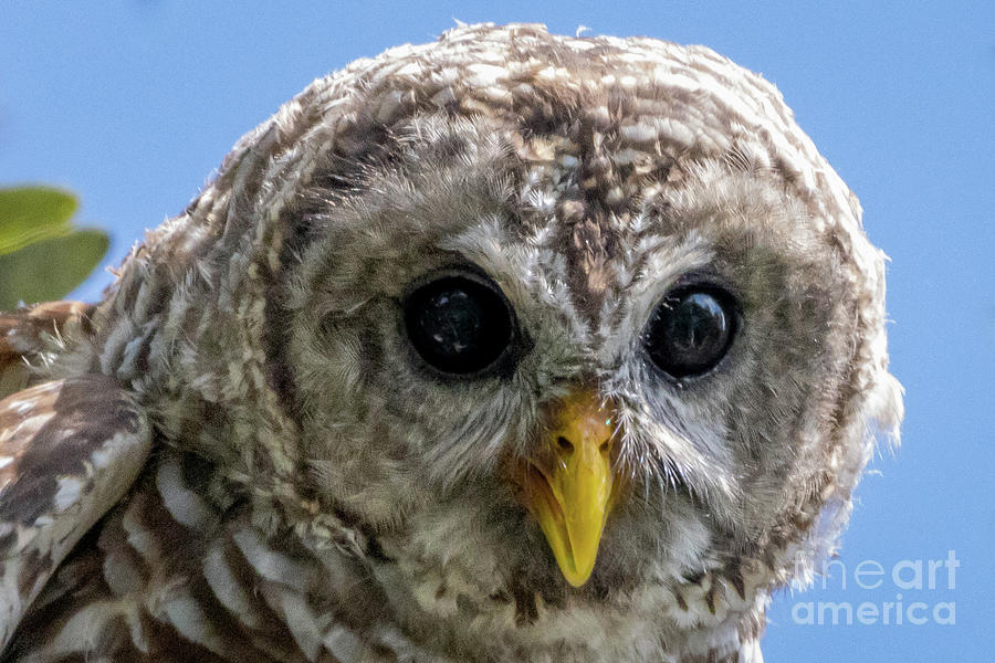 Barred Owl Close Up Photograph by Tom Claud