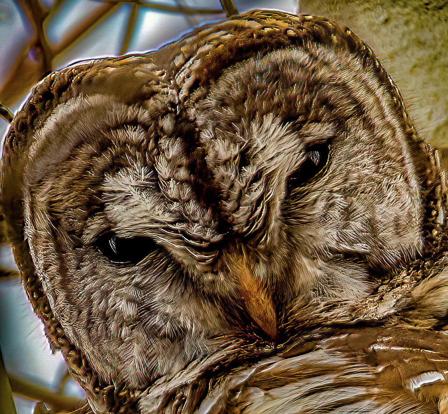 Barred Owl closeup Photograph by Brian Shoemaker