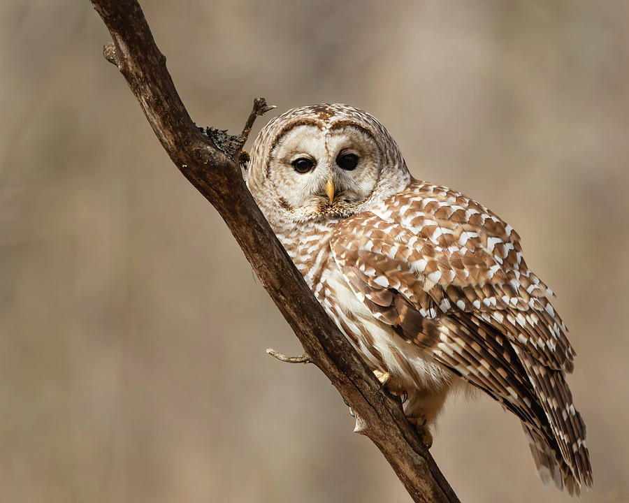 Barred Owl Photograph by CR Courson