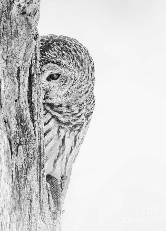 Owl Photograph - Barred Owl Custom sized  by Todd Bielby