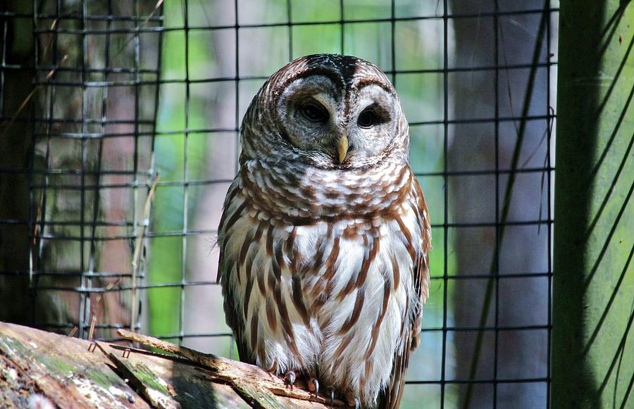 Barred Owl Photograph by Cynthia Guinn