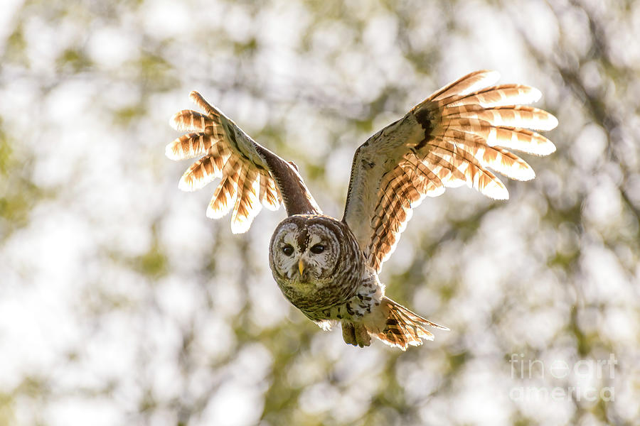 Barred Owl - D012262 Photograph by Daniel Dempster