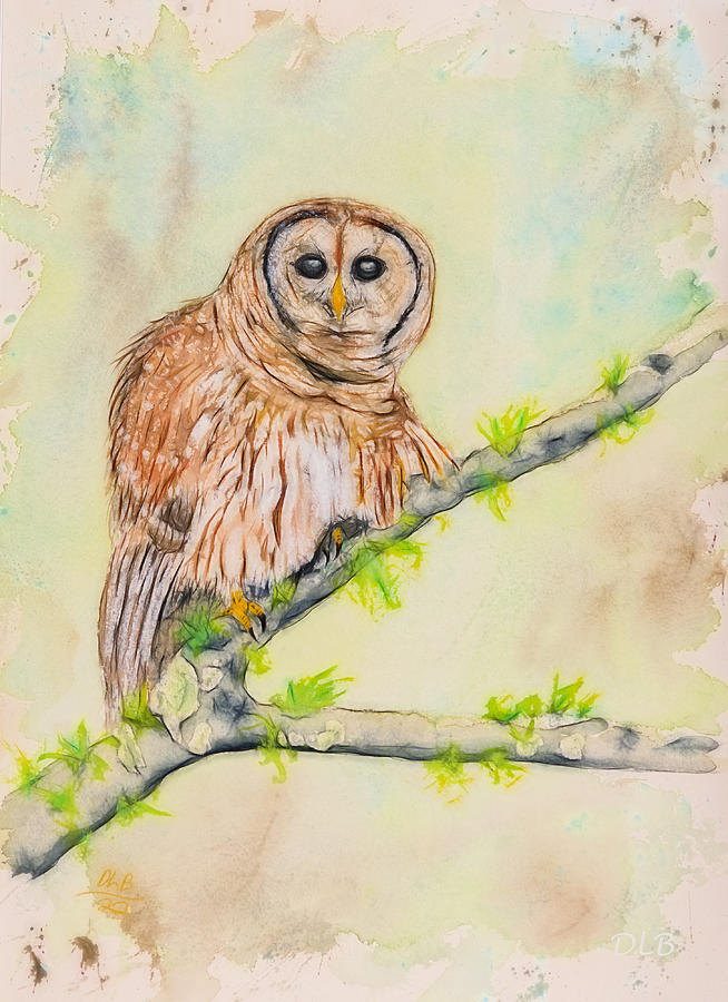 Barred Owl Painting By Daniel Lee Brown Fine Art America