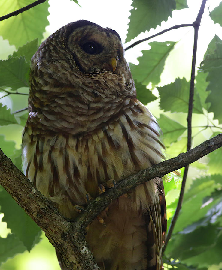 Barred Owl Photograph by Daniel Reed