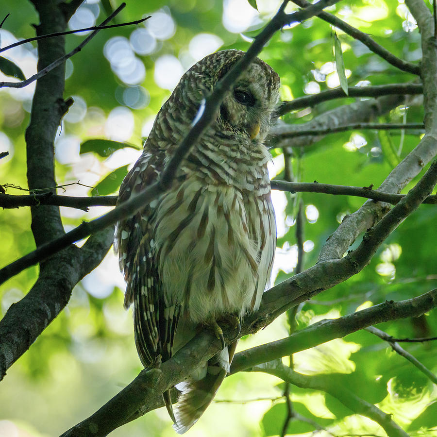 Barred Owl Photograph by David Beechum