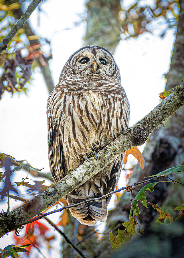 Barred Owl Photograph by David Downs