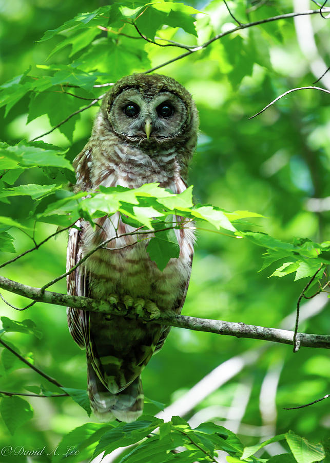 Barred Owl Photograph by David Lee