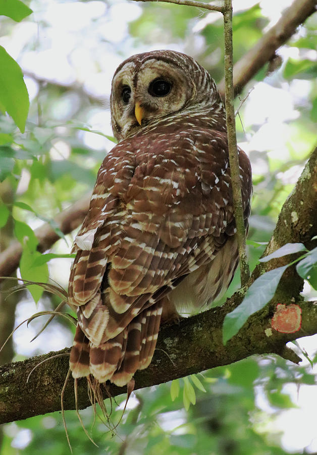 Barred Owl Photograph by David T Wilkinson