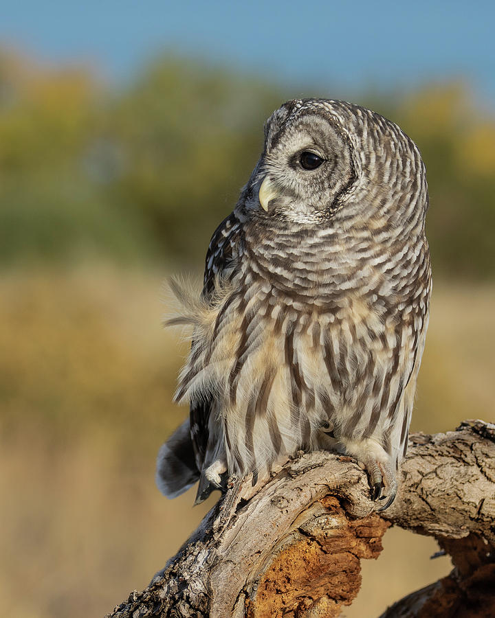 Barred Owl Photograph by Dawn Key