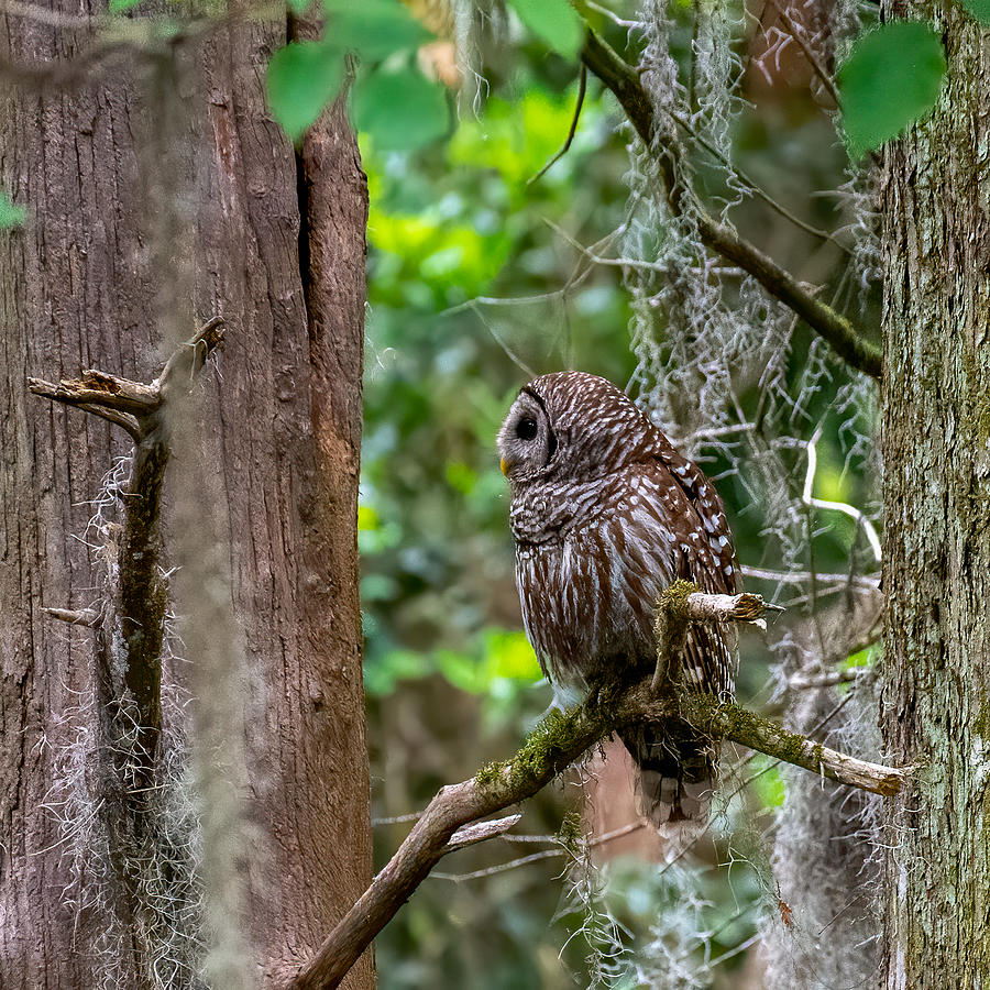Barred Owl Deep Woods Photograph by Larry Maras Barred Owl Deep Woods Photograph by Larry Maras