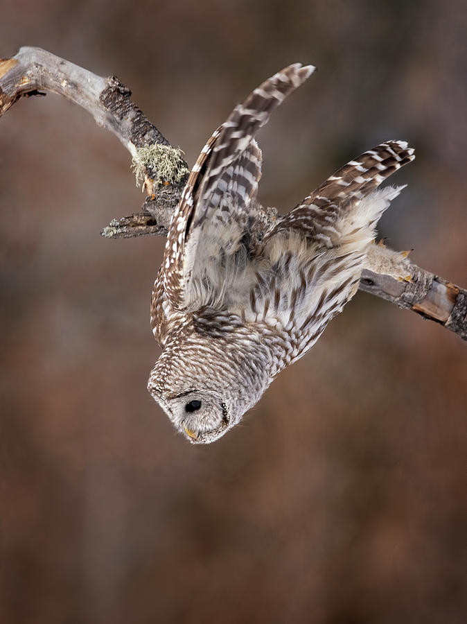 Barred Owl Dive Photograph by Melinda Marconi - Fine Art America