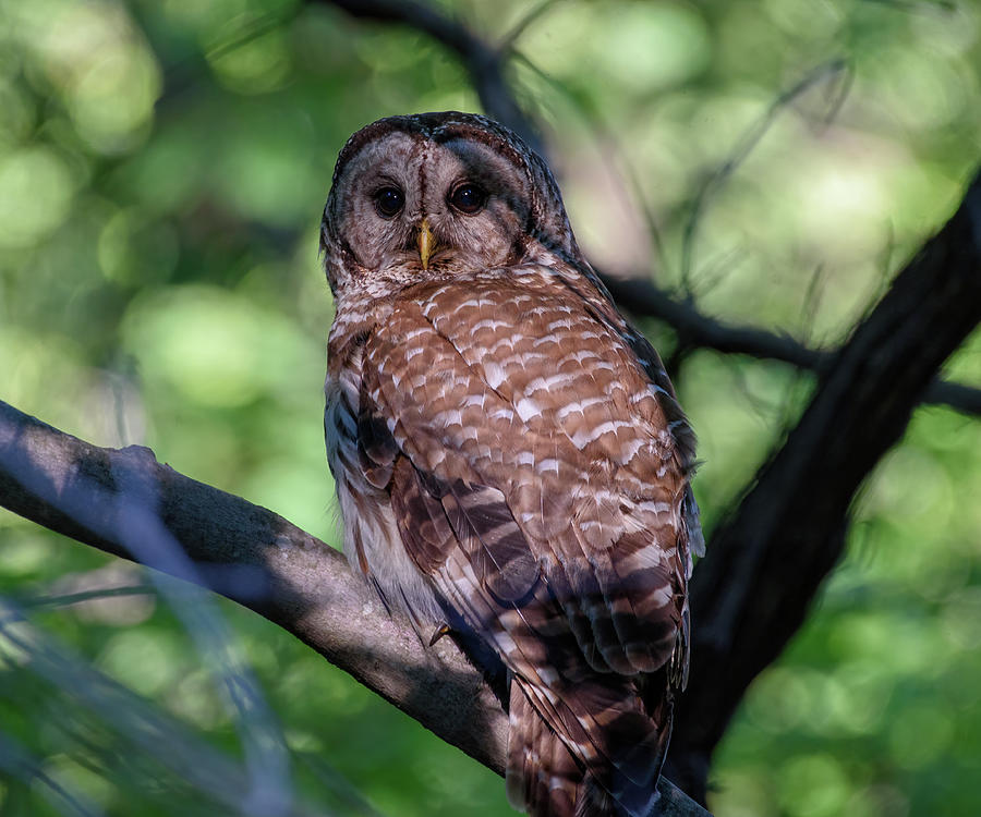 Barred Owl Encounter Photograph