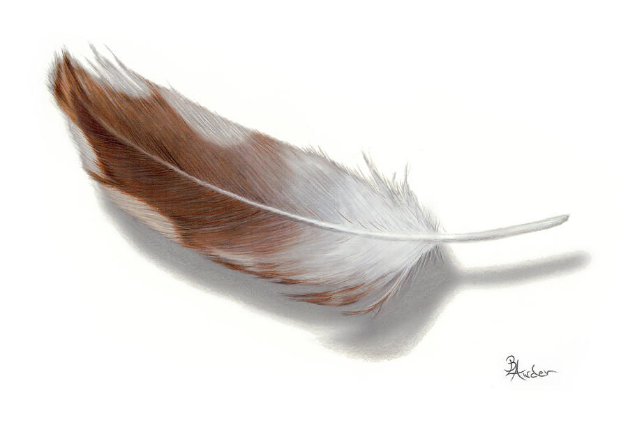 Barred Owl Feather Drawing by Brent Ander