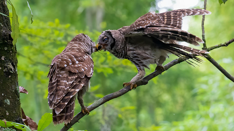 Barred Owl Feeding Owlet 1 Photograph by Larry Maras Barred Owl Feeding Owlet 1 Photograph by Larry Maras