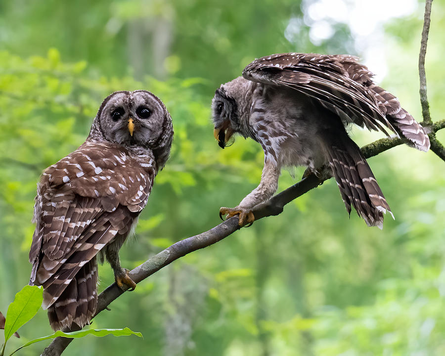 Barred Owl Feeding Owlet 2 Photograph by Larry Maras Barred Owl Feeding Owlet 2 Photograph by Larry Maras