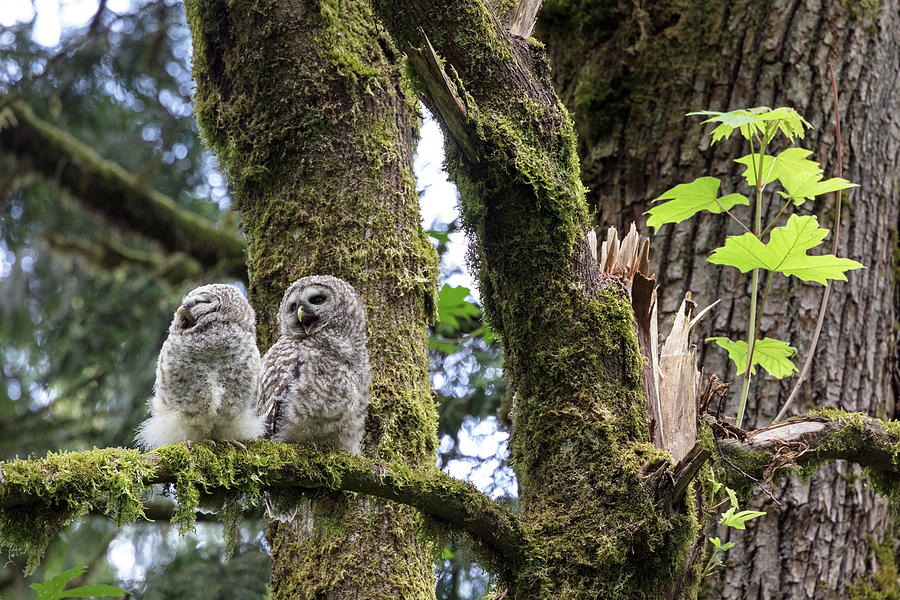 Barred Owl Fledgling Begging Calls Photograph by Michael Russell