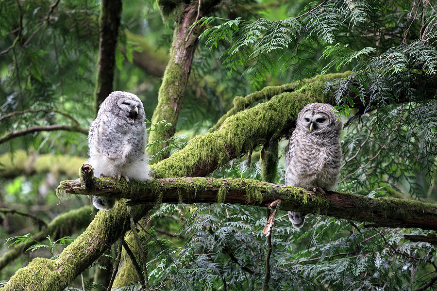 Barred Owl Fledglings Perched in the Forest Photograph by Michael Russell