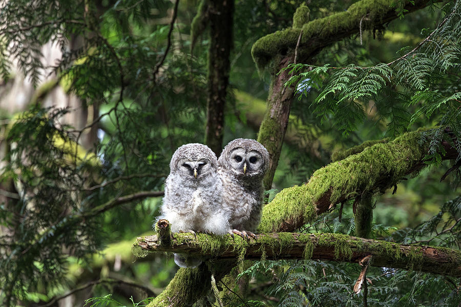 Barred Owl Fledglings Perched on a Branch Photograph by Michael Russell