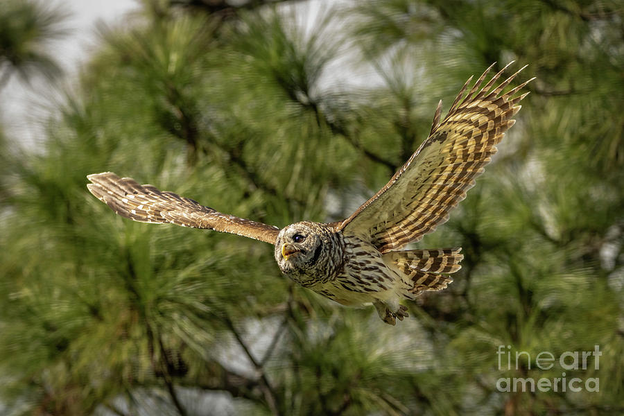 Barred Owl FlyBy Photograph by Tom Claud