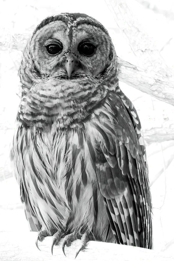 Barred Owl Grayscale Photograph by MaryJane Sesto