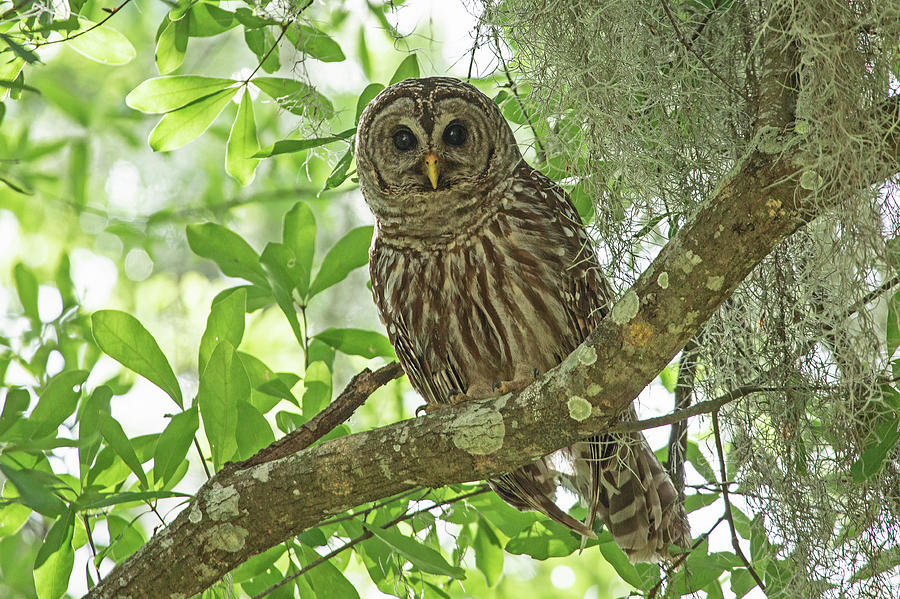 Barred Owl Hiding in Moss Photograph by Gina Fitzhugh