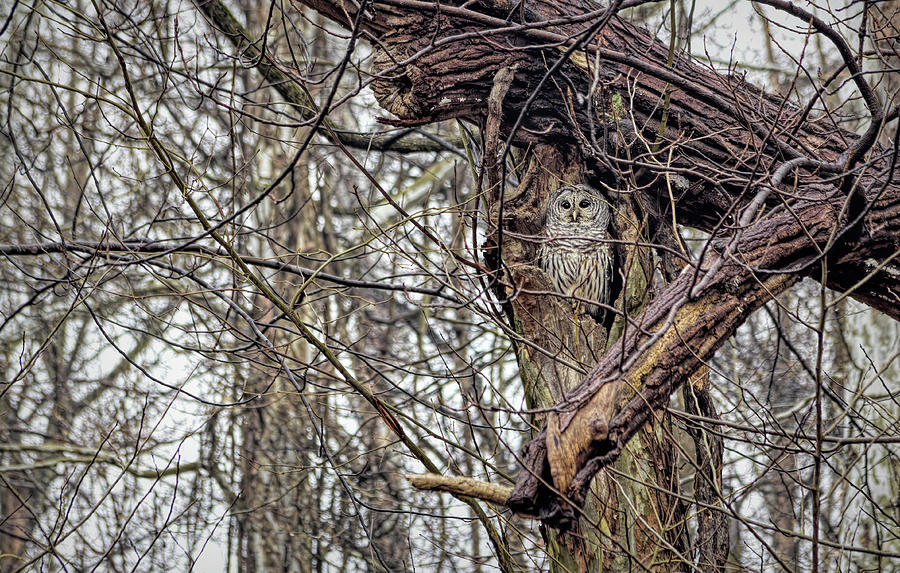 Barred Owl High In Nest Photograph by Francis Sullivan