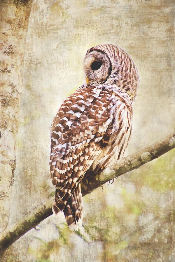 Barred Owl in Alder Tree Photograph by Peggy Collins