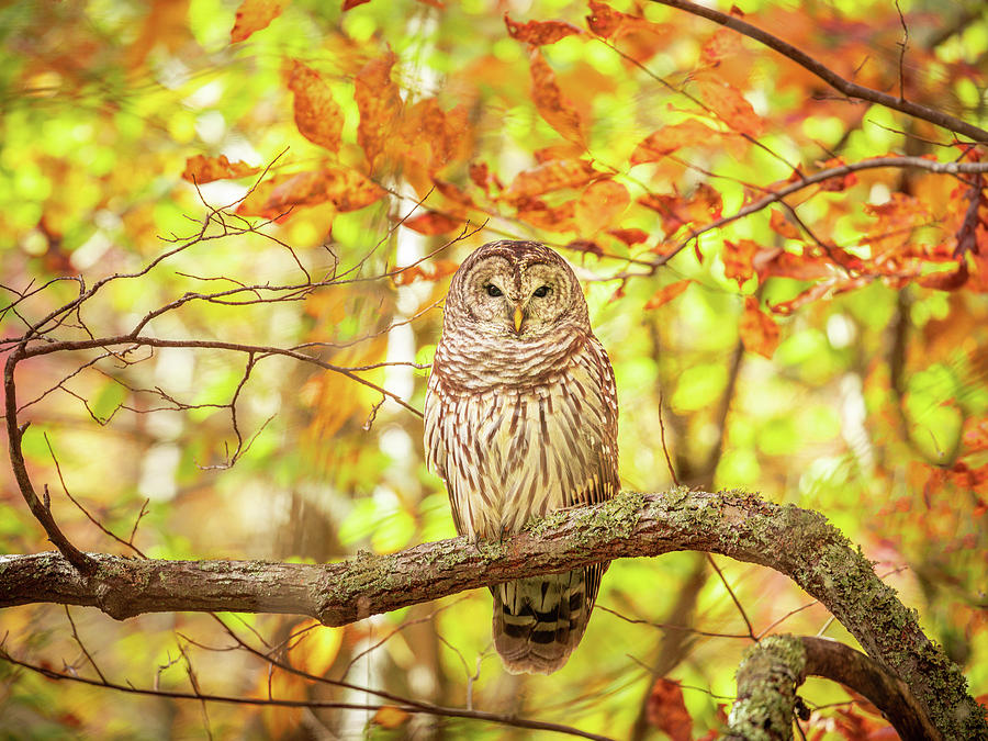 Barred Owl In Autumn Natchez Trace MS Photograph by Jordan Hill