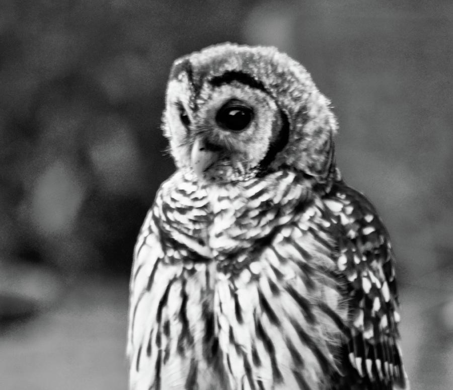 Owl Photograph - Barred Owl in Black and White by Warren Thompson