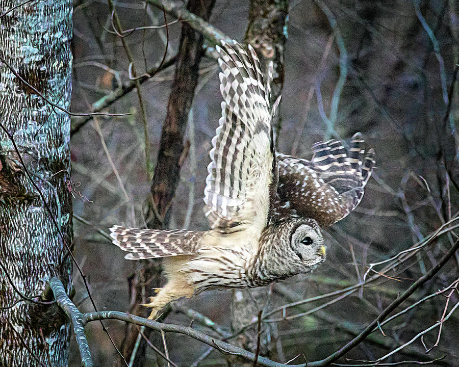 Barred Owl in Flight Photograph by Jaki Miller