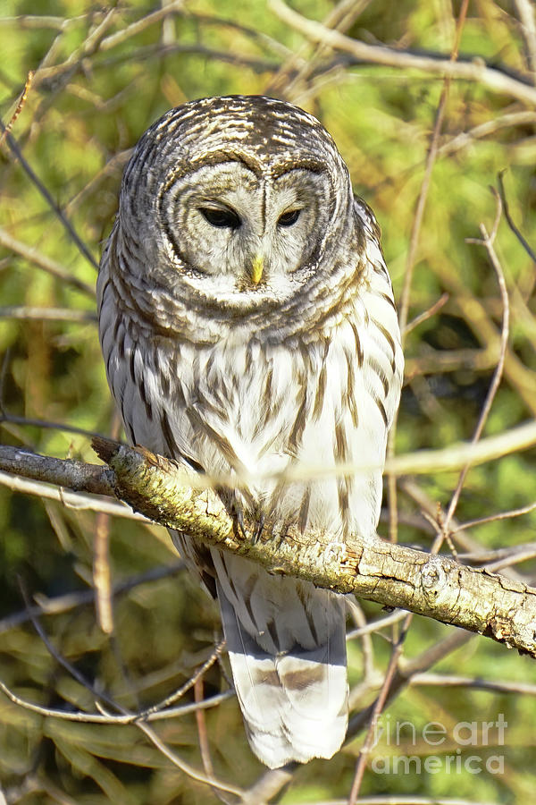 Barred Owl in Forest Photograph by Charline Xia