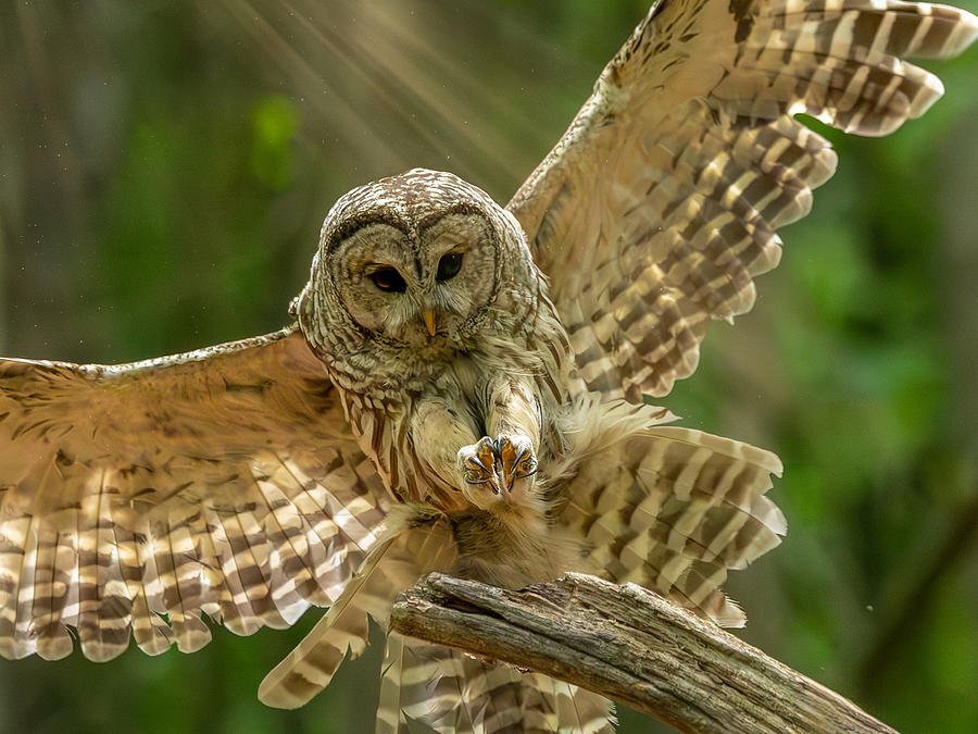 Barred Owl in great light Photograph by Bruno Barriere - Fine Art America