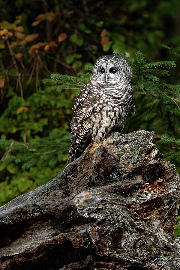 Barred Owl in Montana Photograph by Meg Leaf