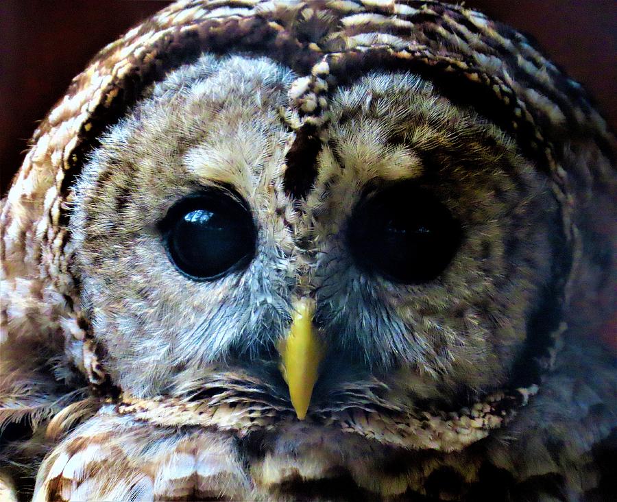 Barred Owl in Rehab at Cedar Run Wildlife Refuge in New Jersey Photograph by Linda Stern