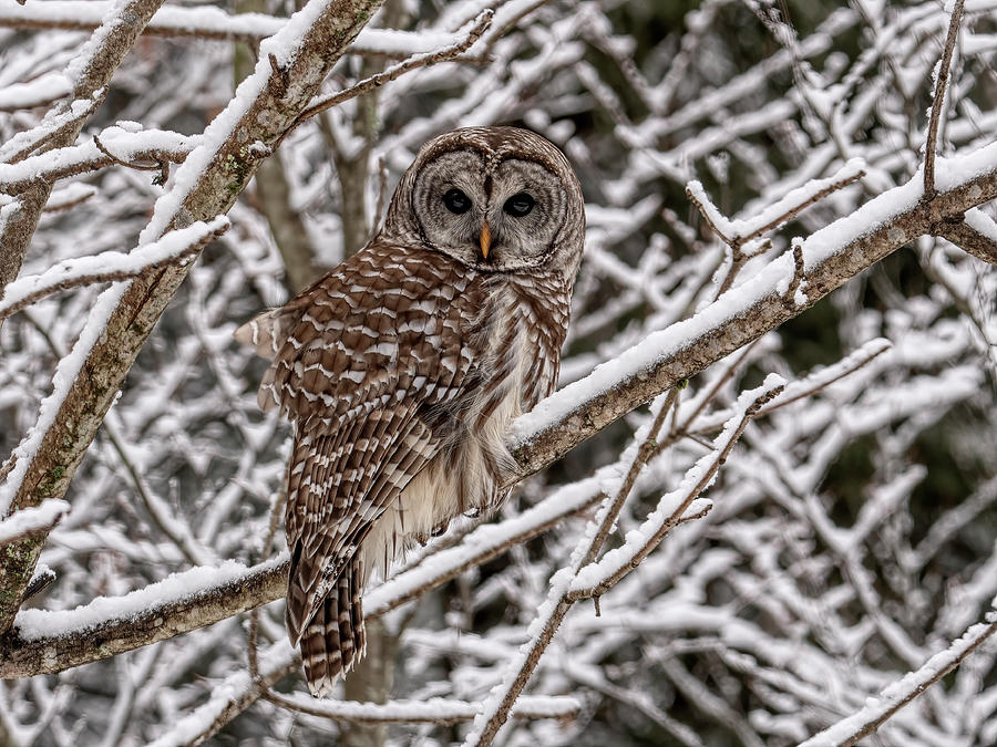 Barred Owl in Snow Photograph by Wade Aiken