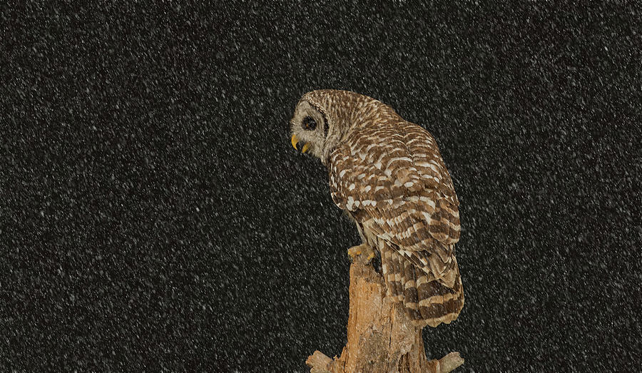 Barred Owl In Snowfall Photograph by CR Courson