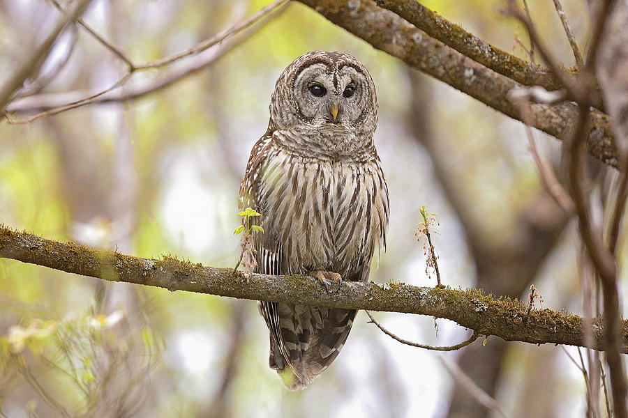 Barred Owl In Spring Photograph by Rhonda McClure