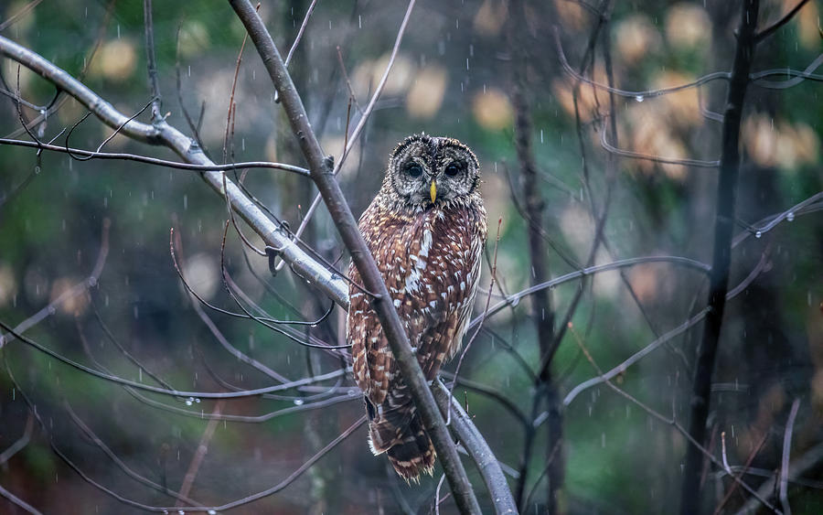 Barred Owl in Springtime Rain  Photograph by Rachel Morrison