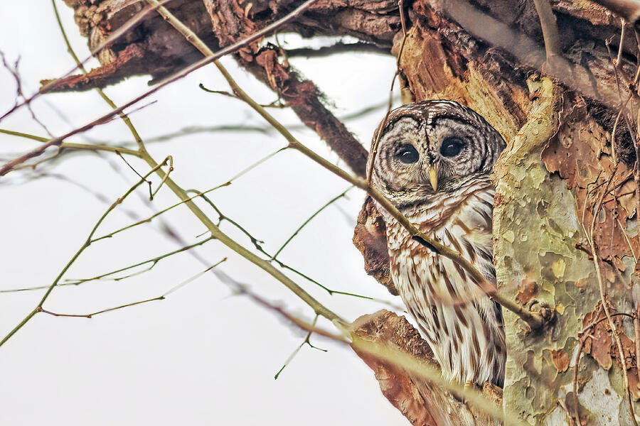 Owl Photograph - Barred Owl in Sycamore by Francis Sullivan