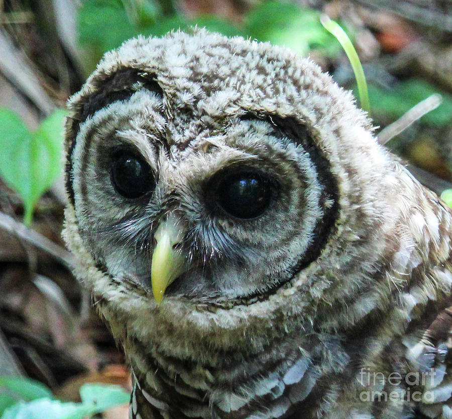 Barred Owl in the Forest Photograph by Joanne Carey