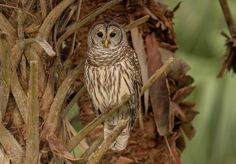 Barred Owl in the palms Photograph by Justin Battles